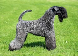 macho de kerry blue terrier gris