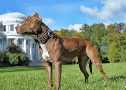preciosa hembra de pit bull