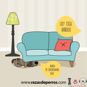 dibujo de perro hora del baño