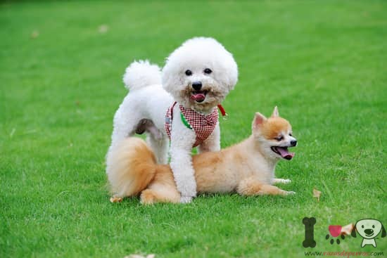 Bichón frisé con un lulú de pomerania en el jardín