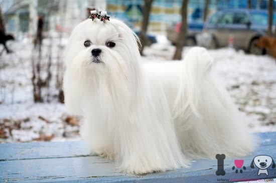 Raza de perro pequeña bichón maltés