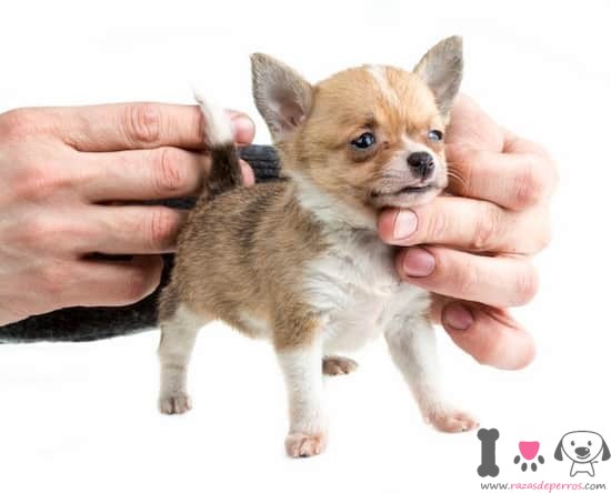 Cachorro de chihuahua con 1 mes y medio