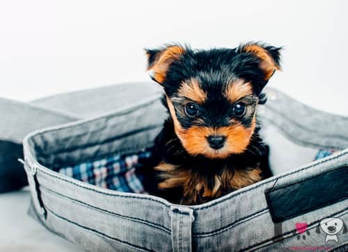 perros toy teacup yorkshire