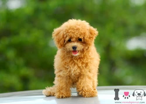 Caniche pequeño hembra