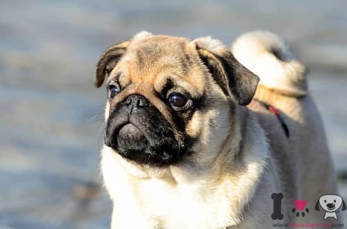 Carlino macho con 3 años