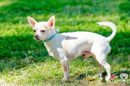 Perro pequeño chihuahua