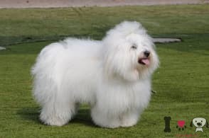cotón de tulear