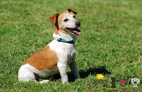Jack rusell terrier blanco y marrón