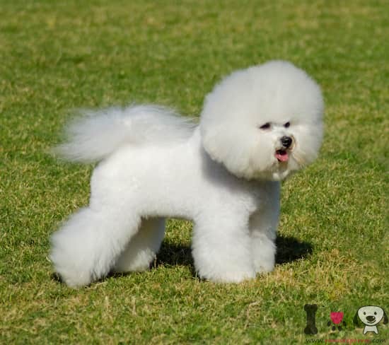 Bichón frisé adulto en el parque