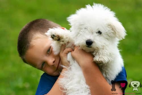 niño con perro pequeño hipoalergénico