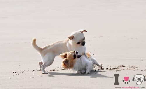 Perros pequeños chihuahua riñendo