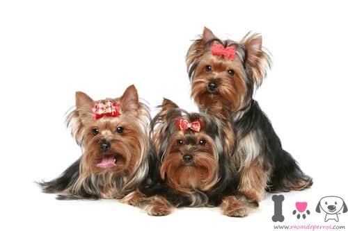 Tres perros yorkshire terrier pequeños
