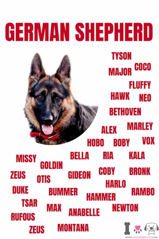 40 Nombres Para Perros Pastor Alem n Razasdeperros