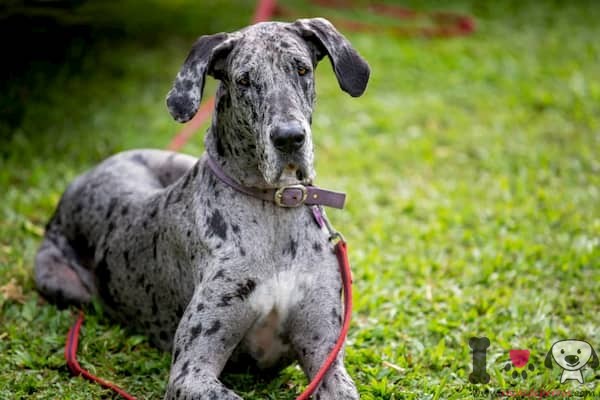 ventana fregar favorito 60+ Nombres para perros Gran danés | Razasdeperros.com