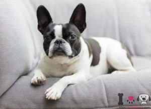 - Razasdeperros.com