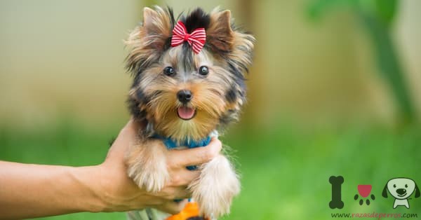 raqueta internacional pueblo Top 10 Razas de perros Miniatura ¡Con Fotos!