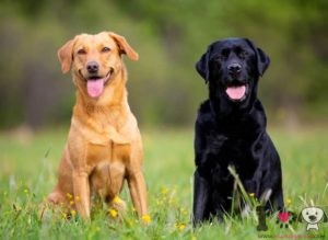 un labrador color negro y otro dorado