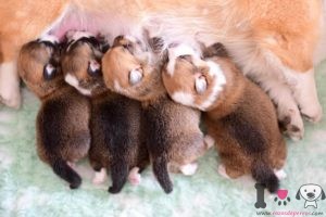 4 perros amamantando