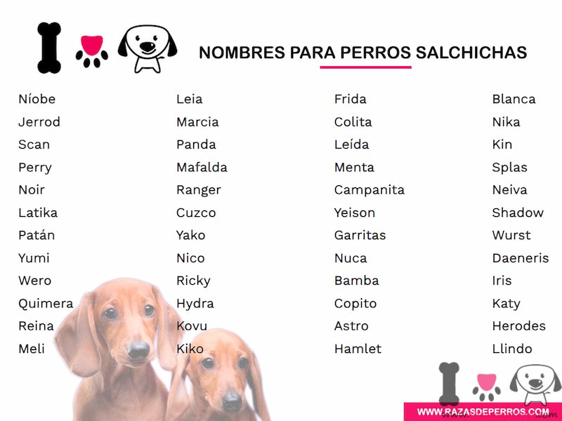 proposición labios cambiar Top 200 Nombres para Perros Salchichas | Actualizado 2021