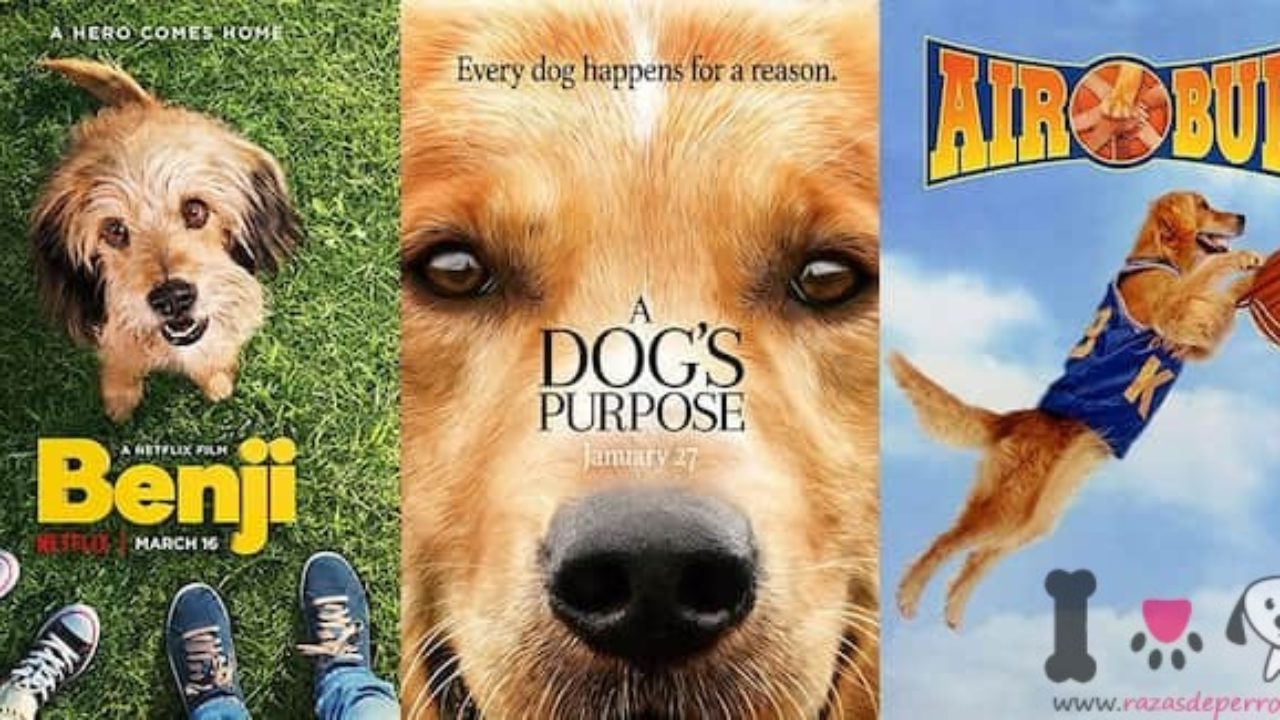 40+ Nombres de Perros de Películas | Actualizado 2021