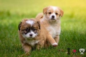 razas de perros cariñosos