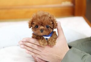 cachorro teacup