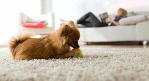 razas de perros para pisos