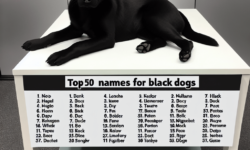 nombres para perros negros